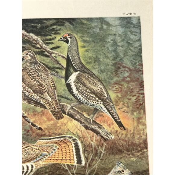 VTG Grouse Bookplate George Miksch Sutton Lithograph Bird Portraits In Color - Picture 3 of 9